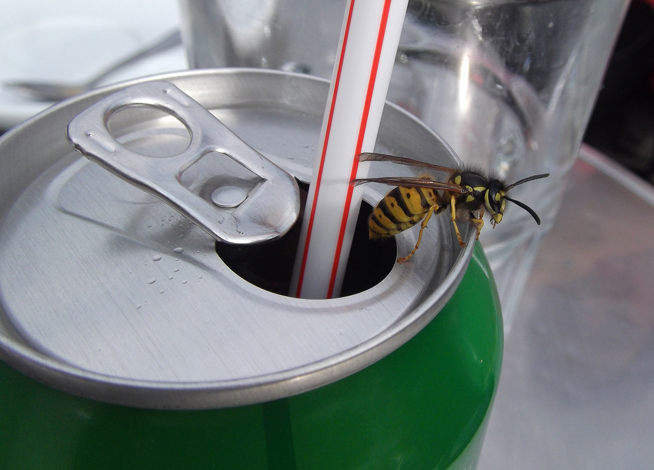 Piqure De Gu?Pes Que Faire poskillful